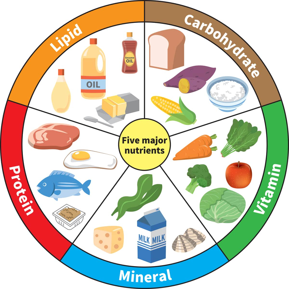 What Are The Most Nutrient Dense Foods? - SCALAR LIGHT